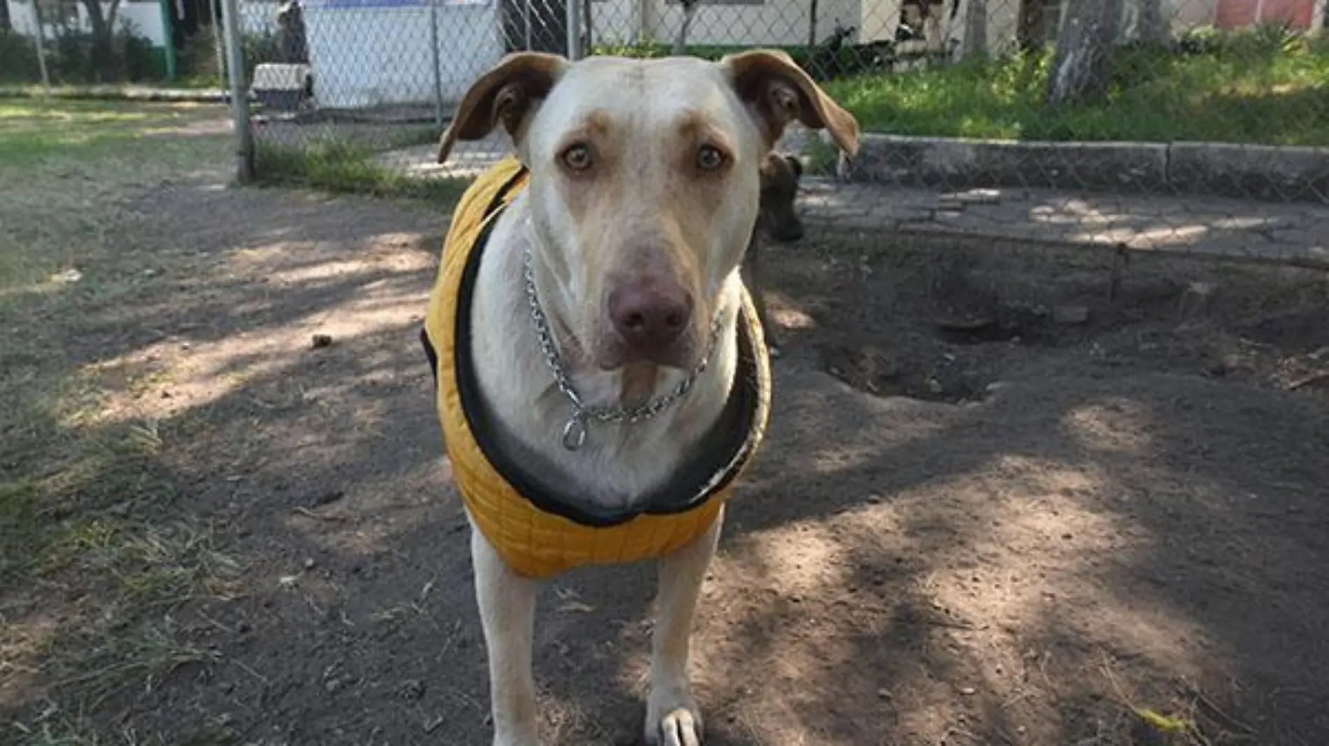 Improvisan albergue canino en la CEDA, piden sumarse a la adopción